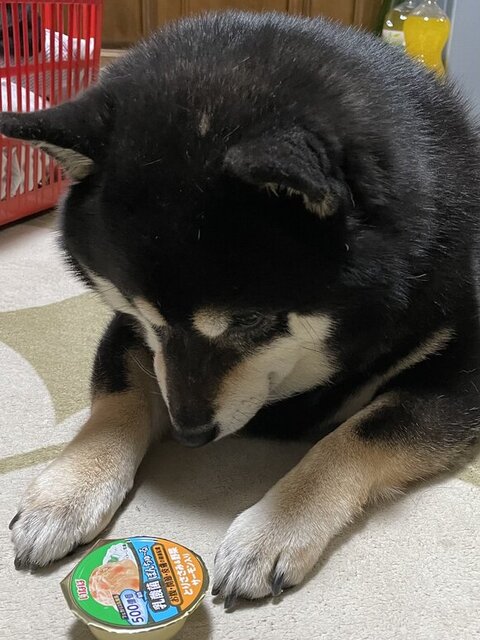 ごはんを見てるたろうくん