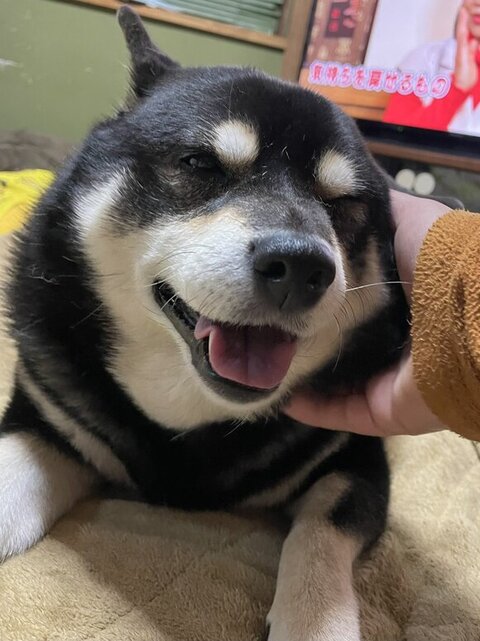 なでられてうれしそうなたろうくん