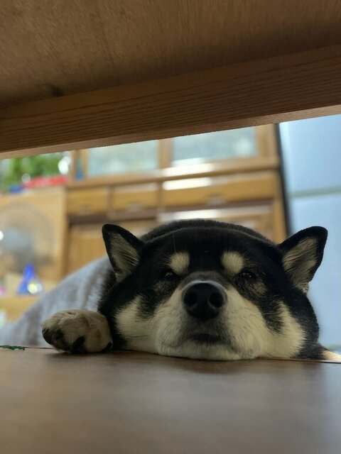 テーブルの下のたろうくん