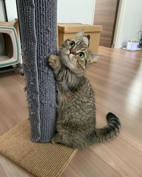 爪とぐまるくん