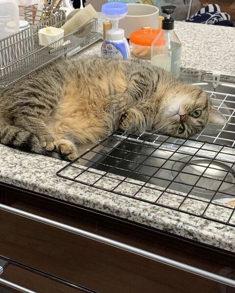 キッチンで寝そべるまるくん