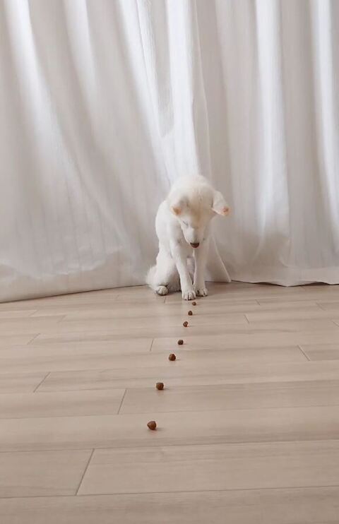 マッテルゆずちゃん