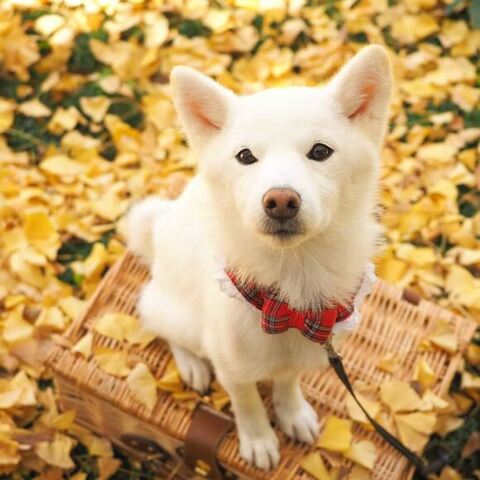 紅葉とゆずちゃん