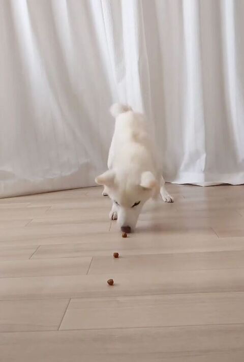 食べすすめるゆずちゃん