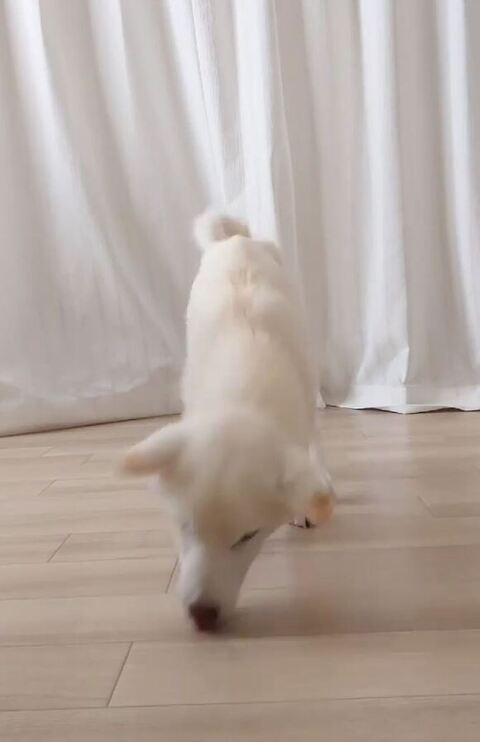 最後まで食べきったゆずちゃん