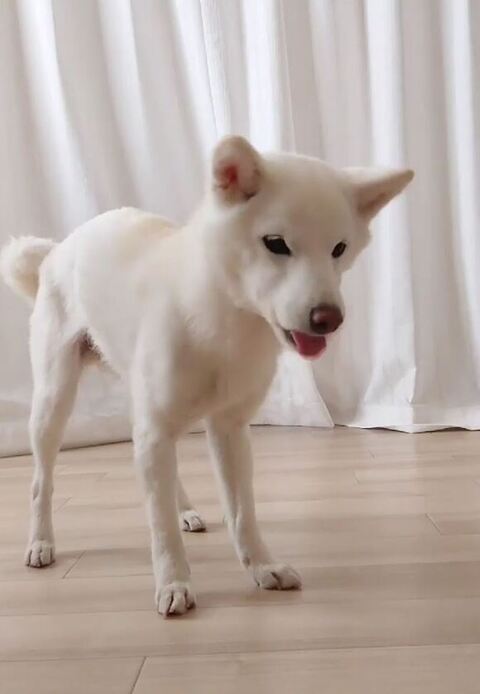 舌をだすゆずちゃん