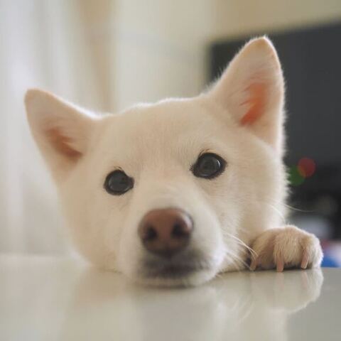 テーブルに顔をつけるゆずちゃん