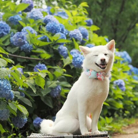 あじさいとゆずちゃん