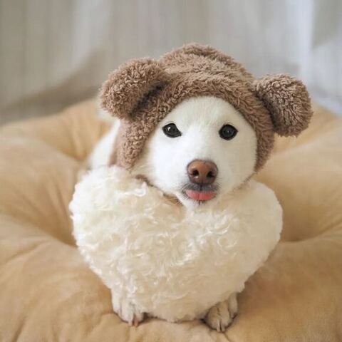 クマの帽子をかぶるゆずっちゃん