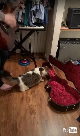 ギターケースと猫