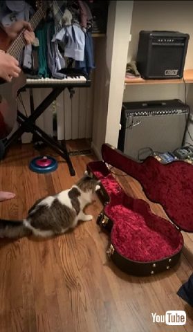 ビクッとする猫