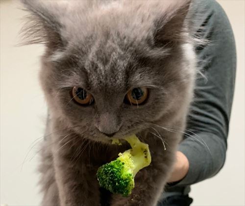 ブロッコリーをくわえる泥棒猫ちゃんアップ