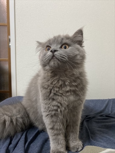 ブロッコリー泥棒猫ちゃん