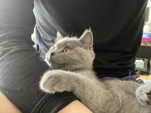 甘える猫ちゃん