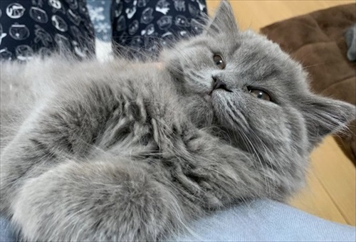 眠そうな猫ちゃん