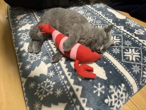 エビさん大好き猫ちゃん