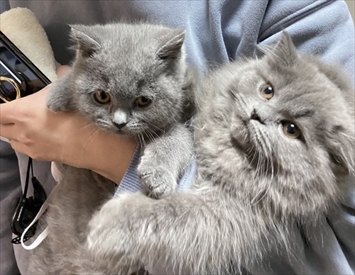 捕獲された猫ちゃんたち