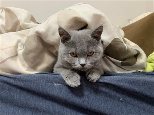 貫録のある猫ちゃん