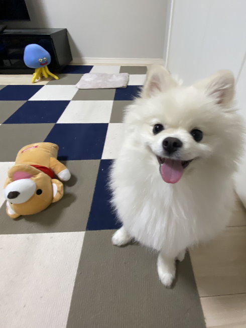 伊之助ボディになるまで毎日腹筋ローラーさん