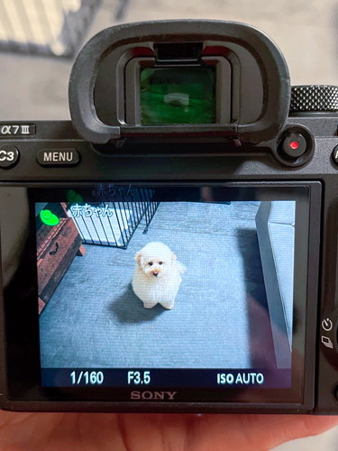 ぺんたくんを赤ちゃん認識