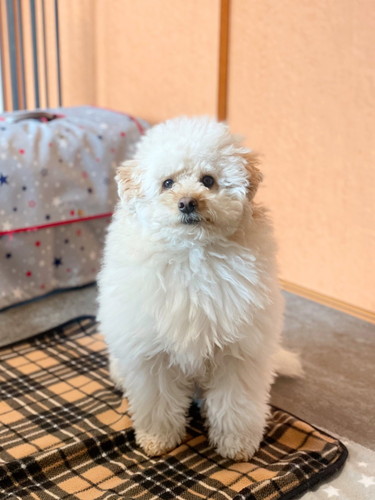 寝起きのぺんたくん