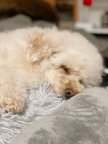 眠たいぺんたくん