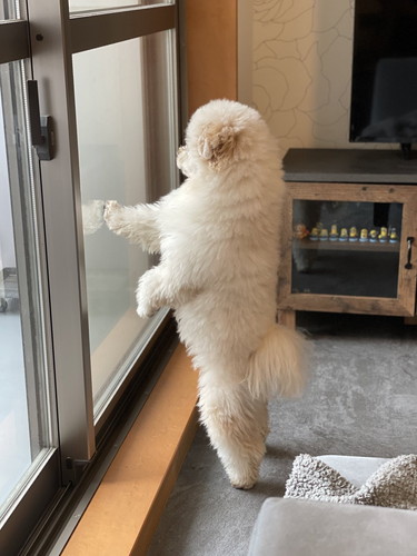 窓の外を見るぺんたくん