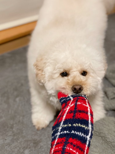 靴下を引っ張るぺんたくん