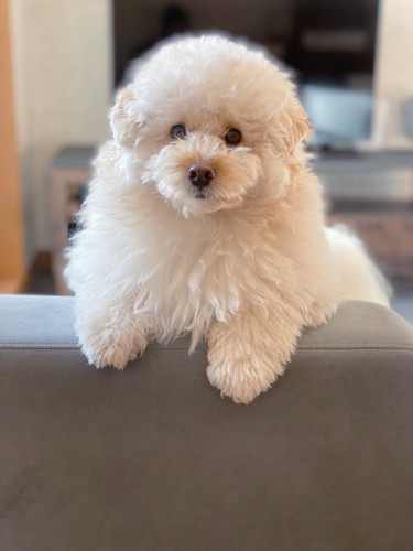 おもちゃを落としたぺんたくん