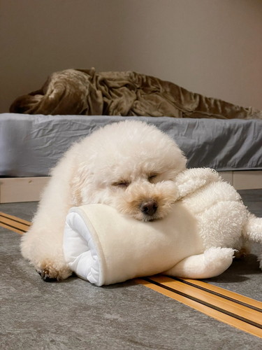 ウサギと一緒のぺんたくん