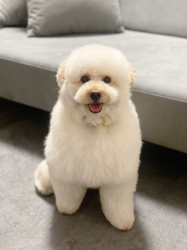 トリミング後のぺんたくん