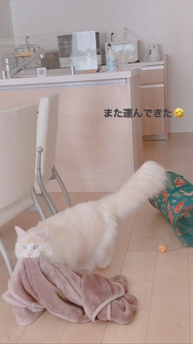 得意顔の猫