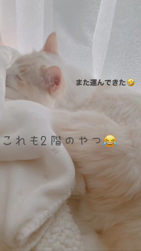 毛布がお気に入りの猫