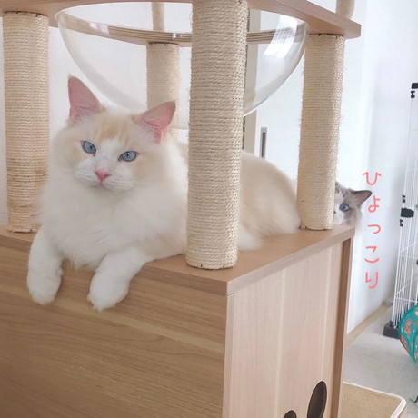 もふもふのラグドール