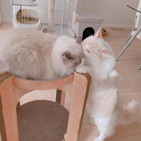 キスする猫
