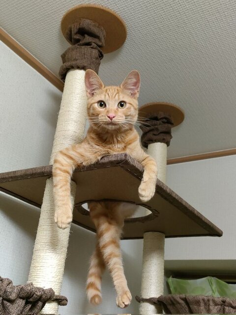 後ろ足を組んでいるように見える鷹虎くん