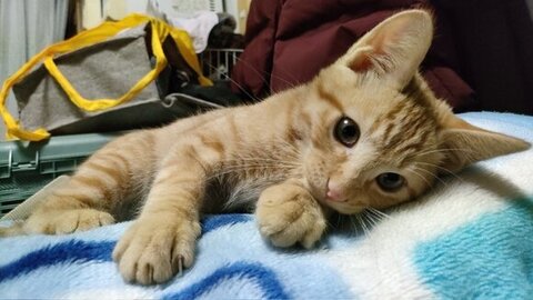 カメラ目線鷹虎くん