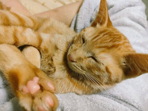 寝てる鷹虎くん