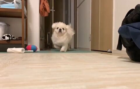 飼い主さんをみつけた吉宗くん