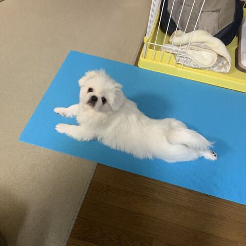 ヨガマットにいる吉宗くん