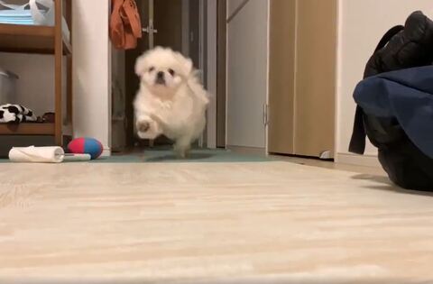 遠くから走ってくる