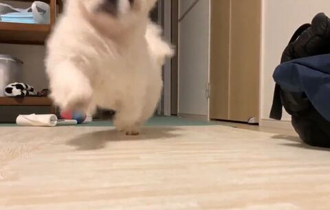 吉宗くんフレームアウト