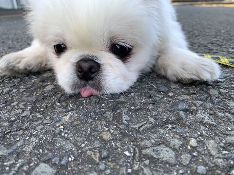 舌がコンクリートについてる