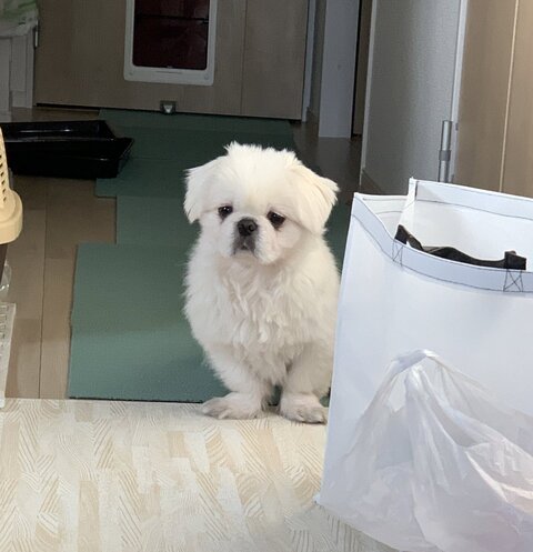 呆然としてる吉宗くん