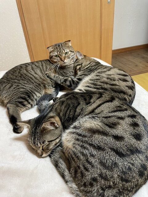 猫じゃらしを巡って無言の対決