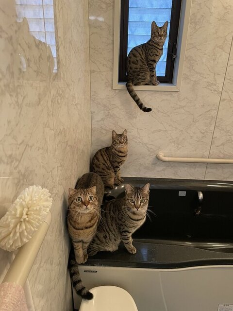 お風呂場にいるにゃんず