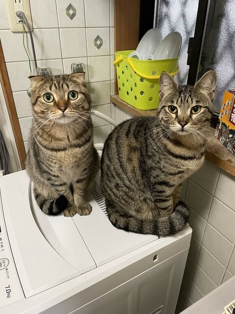 洗濯機にいるふたり