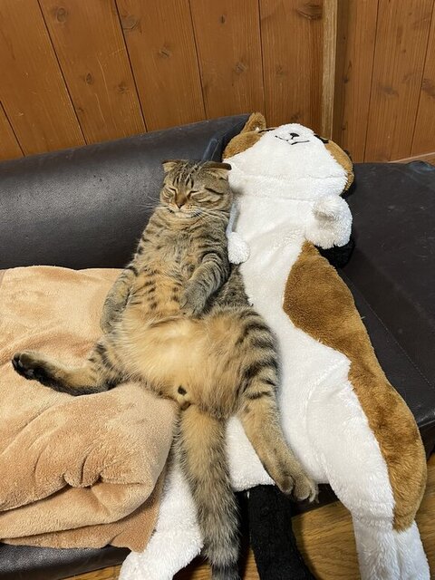 抱き枕と寝てるがっちゃん