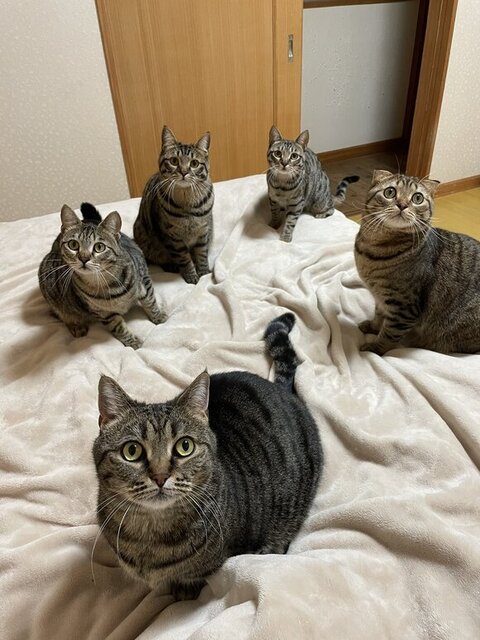 ベッドの上のにゃんず