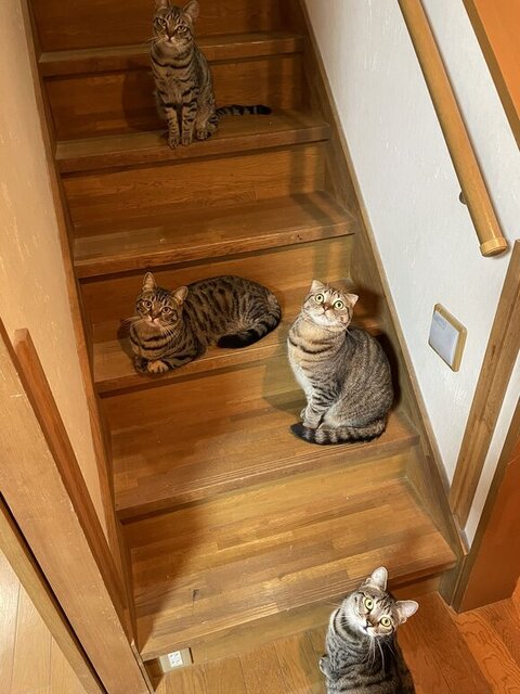 階段のにゃんず
